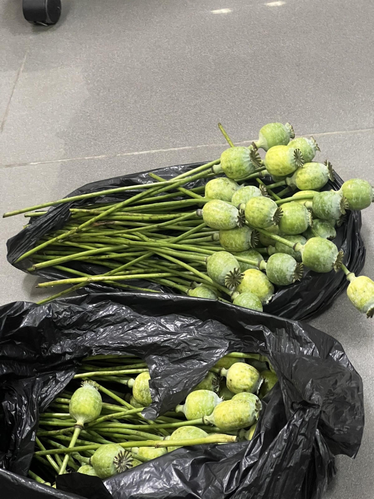 Quả thuốc phiện tươi được thu giữ. Ảnh: CA Bắc GIang.