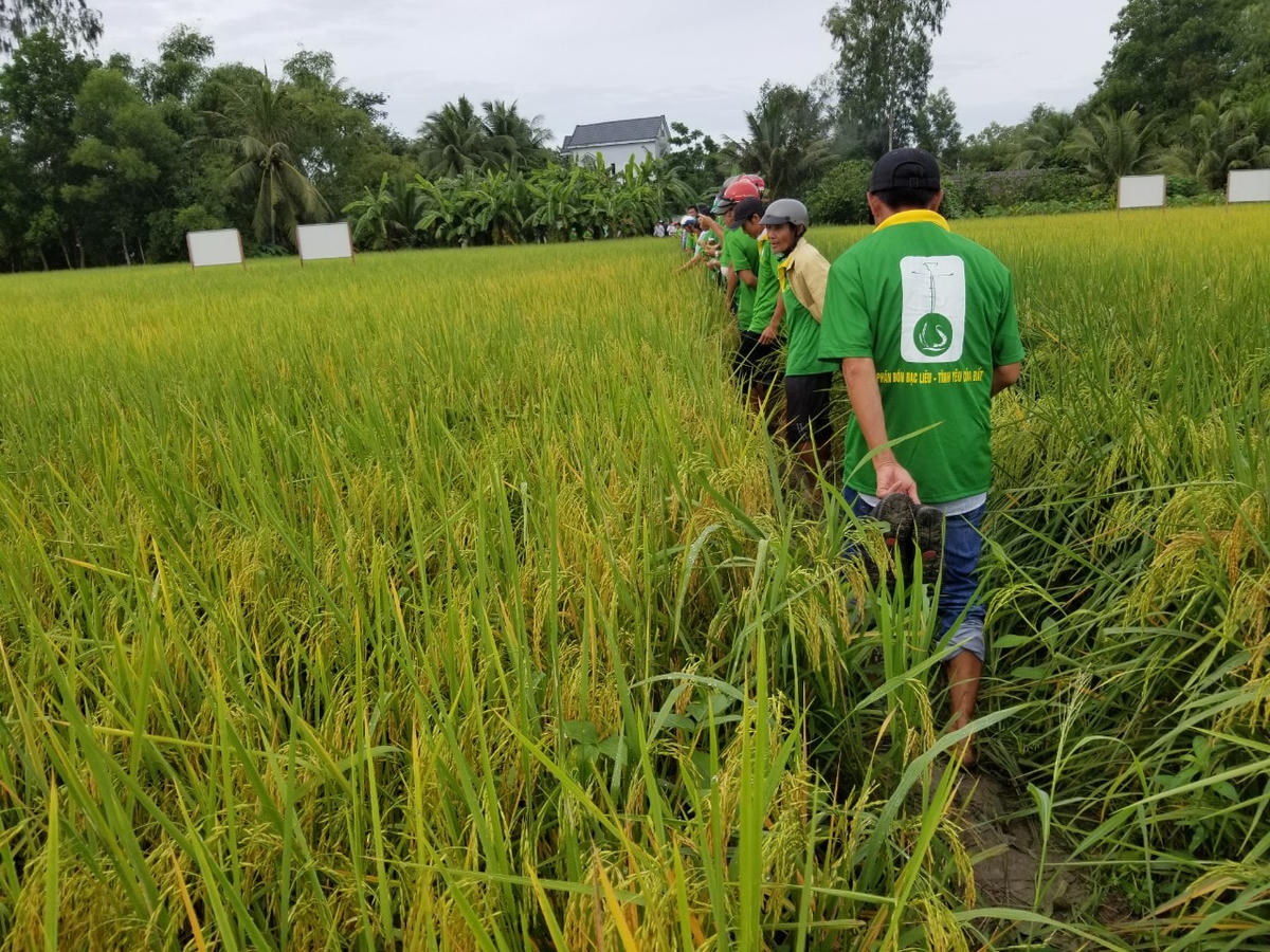 Sản xuất lúa sạch theo hướng hữu cơ mở ra cơ hội mới cho người nông dân.