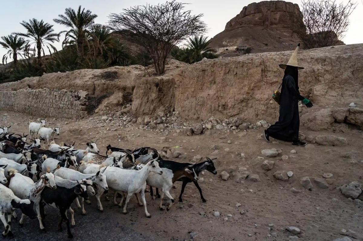 Một người chăn cừu cùng đàn dê của mình ở thung lũng sa mạc Wadi Dawan, Hadhramaut, một khu vực được coi là linh thiêng nhất ở Yemen. Ảnh: The Guardian.