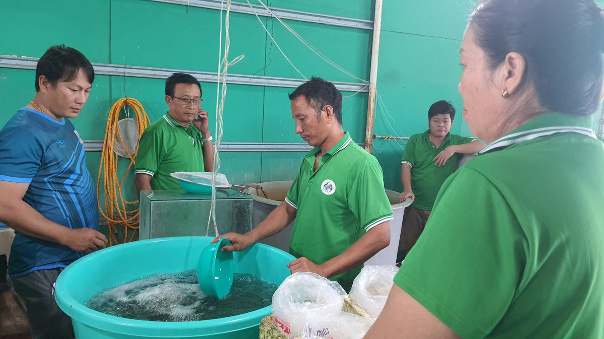 Người nuôi tôm đang rất khó khăn tìm mua tôm giống chất lượng. 