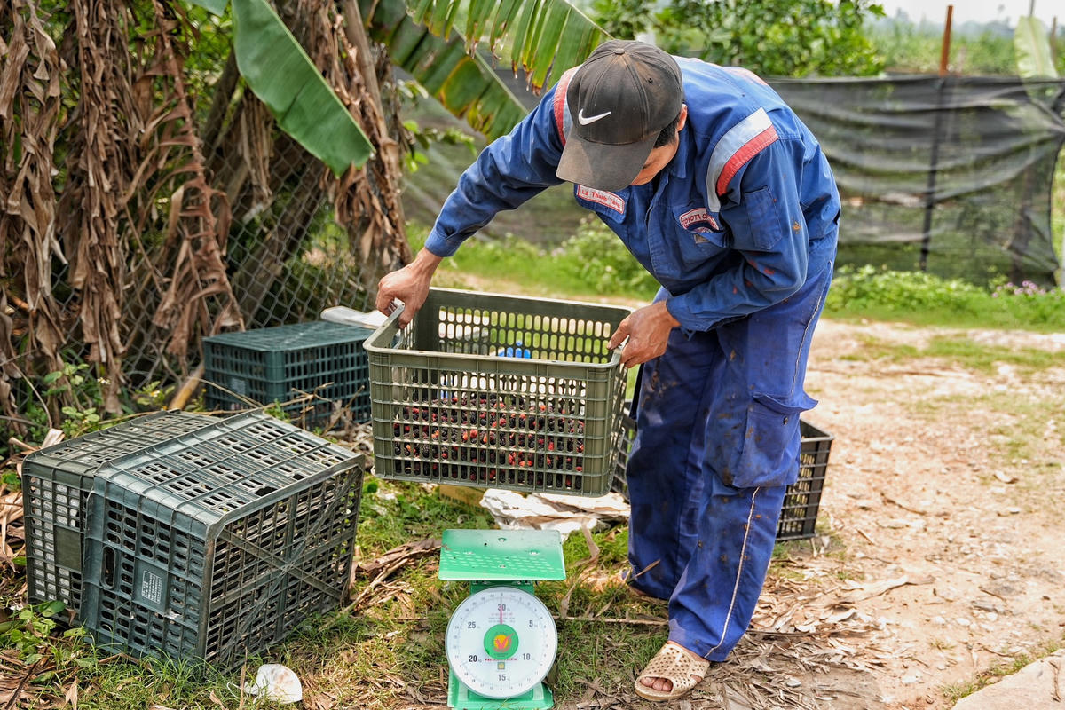 Ngay sau khi dâu được vặt xuống, được để vào các sọt ngay lập tức có thương lái đến mua.