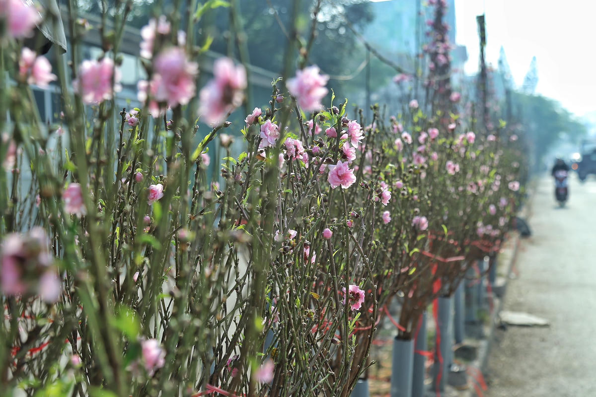 Ảnh minh họa: Lê Khánh.