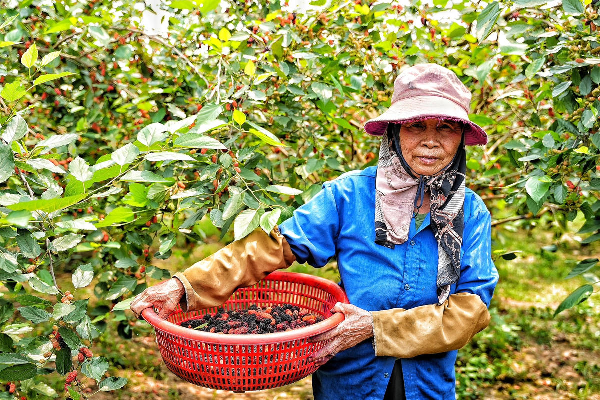 Theo ghi nhận của PV Báo Đại Đoàn Kết, những ngày cuối tháng 3 là dịp người trồng dâu xã Dương Liễu lại tất bật vào vụ thu hoạch dâu chín.