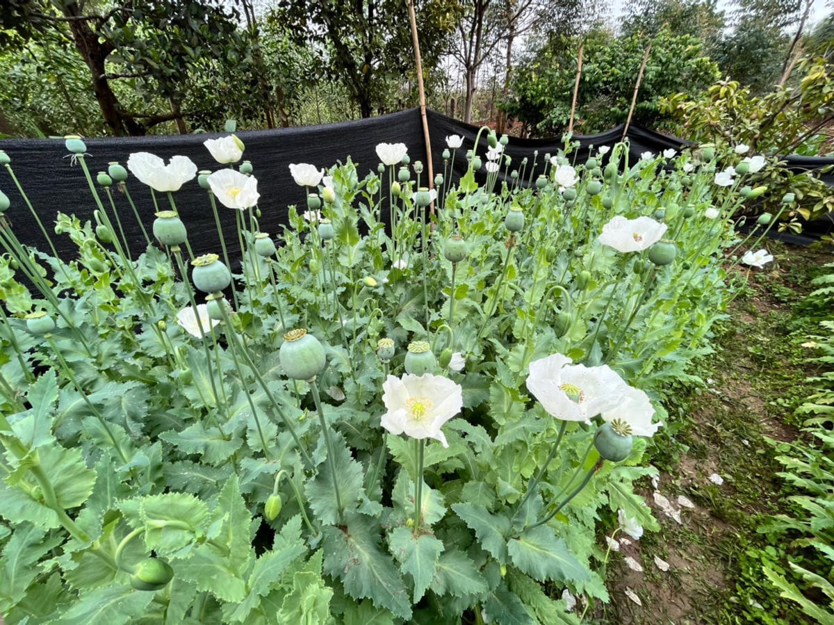 Cây thuốc phiện trồng tại vườn nhà Ngô Quang Tăng. Ảnh: Công an Sơn Động.