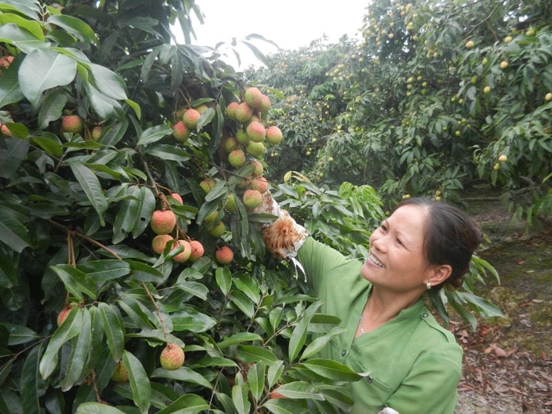 Nông dân huyện Thanh Hà (Hải Dương) phấn khởi vì vụ vải u trứng trắng năm nay tăng cao hơn những năm trước.