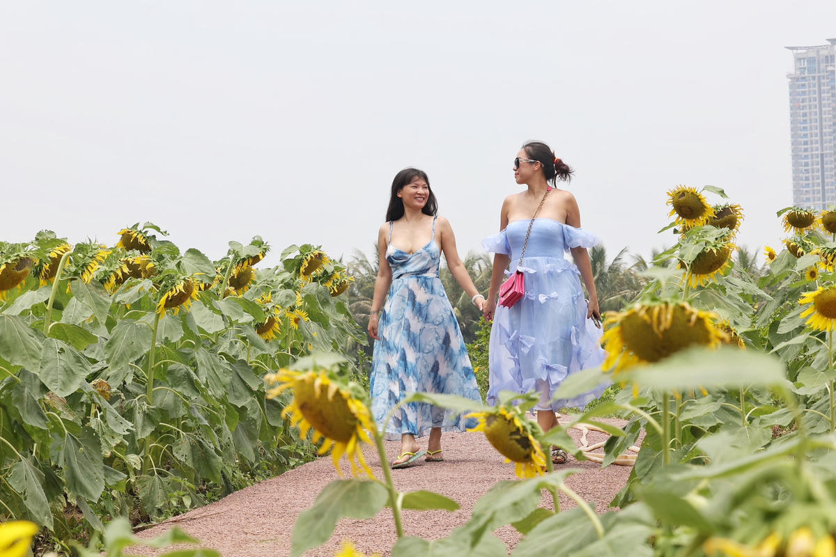 Để người dân dễ dàng chọn những góc chụp đẹp nhất, tại vườn hoa đã tạo các lối đi để người dân thỏa sức sáng tạo nhưng không ảnh hưởng tới hoa.