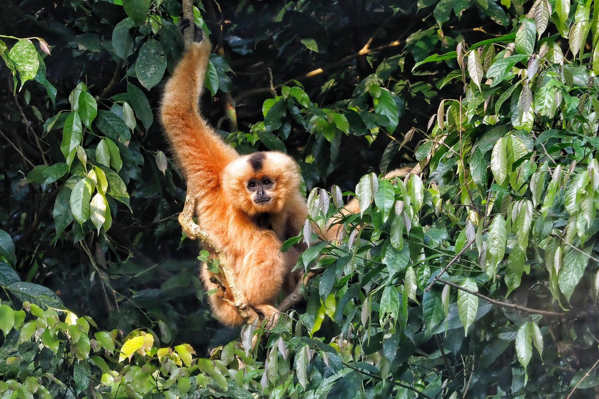 Vượn đen má hung là loài động vật được phân bố chủ yếu ở Trung Lào và Việt Nam. Ớ Việt Nam, loài này đang bị đe doạ tuyệt chủng do nạn săn bắt và chia cắt môi trường sống.