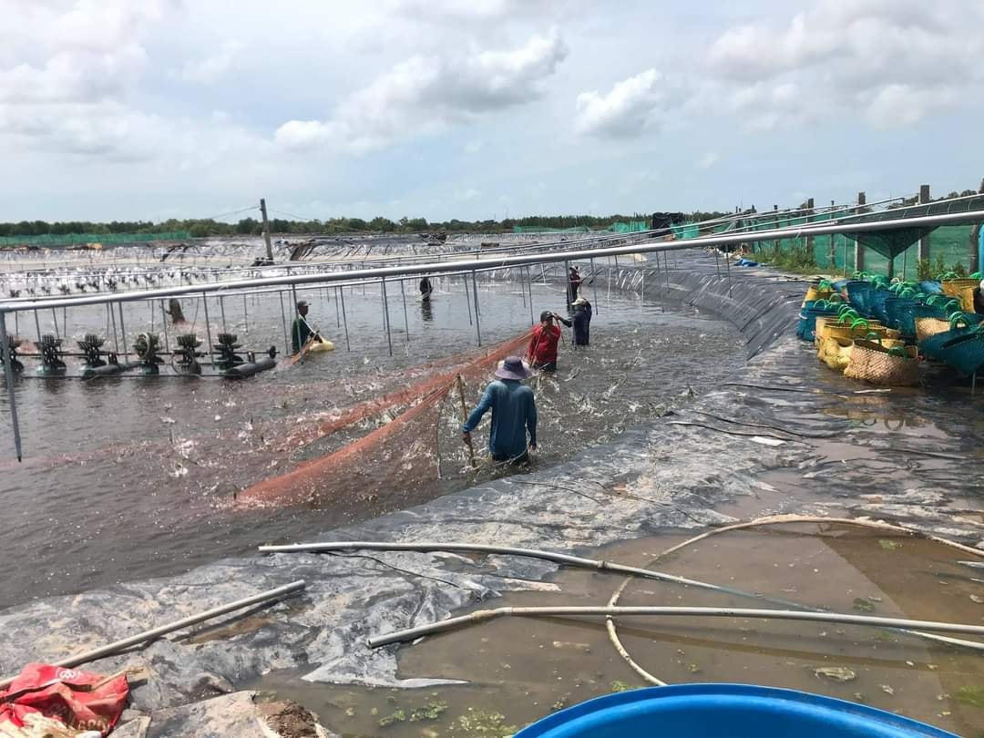Thu hoạch tôm ở Bạc Liêu.