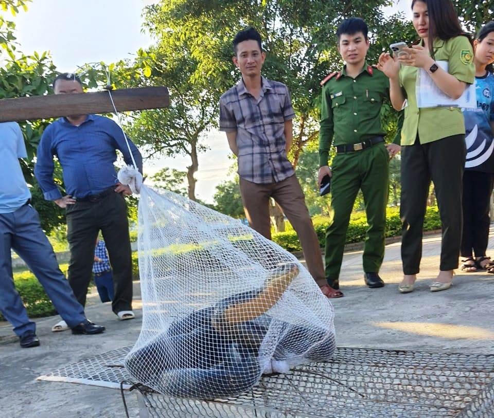 Rắn đã được bàn giao cho Vườn quốc gia Vũ Quang.