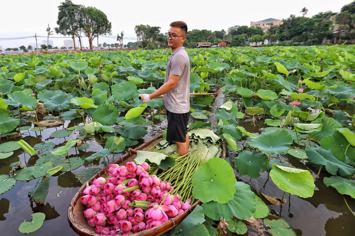  Để đảm bảo tiến độ hái sen cho khách, ông Thành phải thuê 4 thuyến hái.