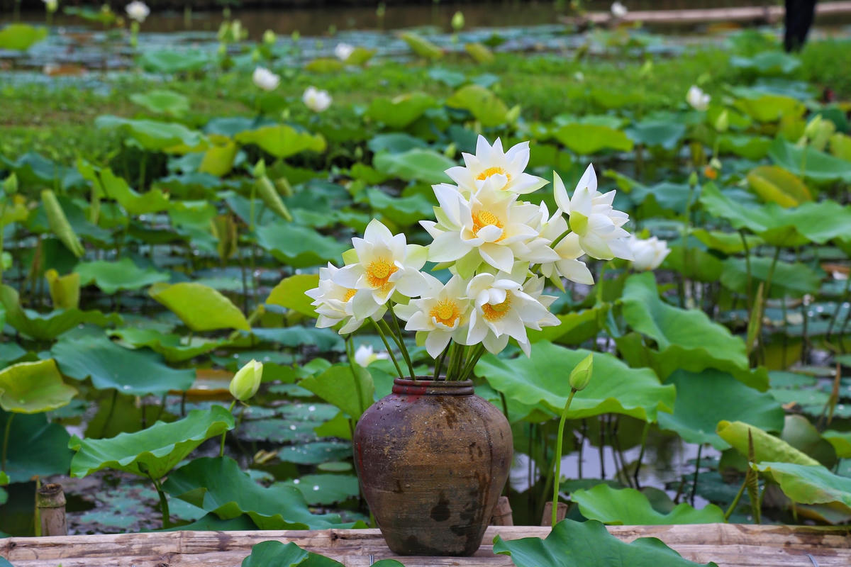  Đài sen khi còn non có màu vàng, nhưng khi lớp cánh và lớp nhị rụng hết nó sẽ dần chuyển màu, khi già đài sen trắng có màu xanh thẫm. 