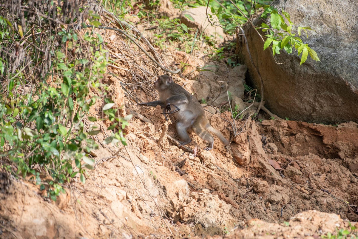 Cá thể khi đau đớn trốn chạy với chiếc bẫy kẹp dính trên tay vào chiều 1/5. Ảnh: D.Đ.K.