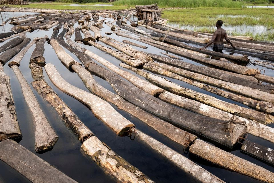Komiyo Ikuejamoye sắp xếp các khúc gỗ trên sông ở Ipare, Bang Ondo, Nigeria.