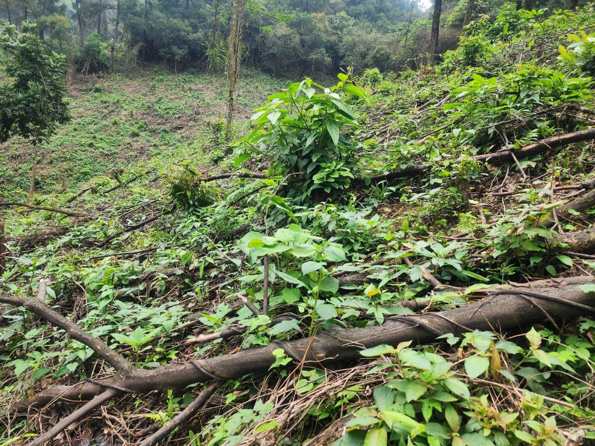 Điểm cũ trong lâm phần quản lý của BQL khu bảo tồn thiên nhiên Kẻ Gỗ bị phá chưa xử lý.