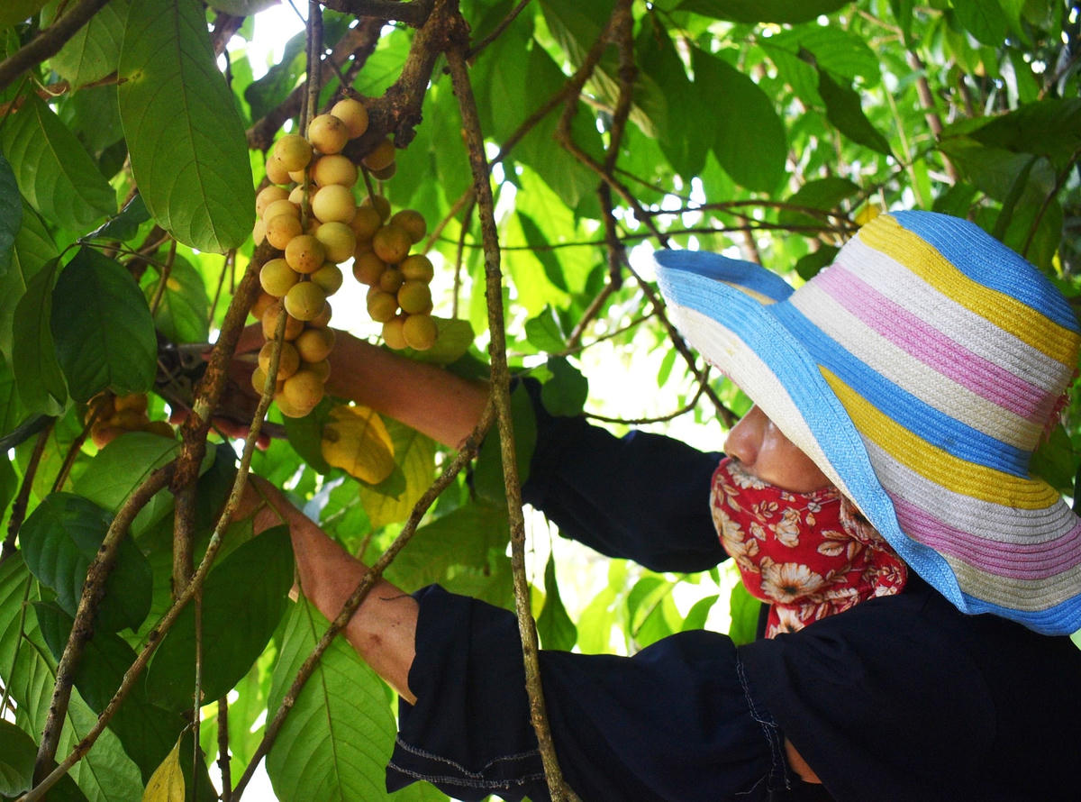 Người dân hái trái bòn bon trên cây.