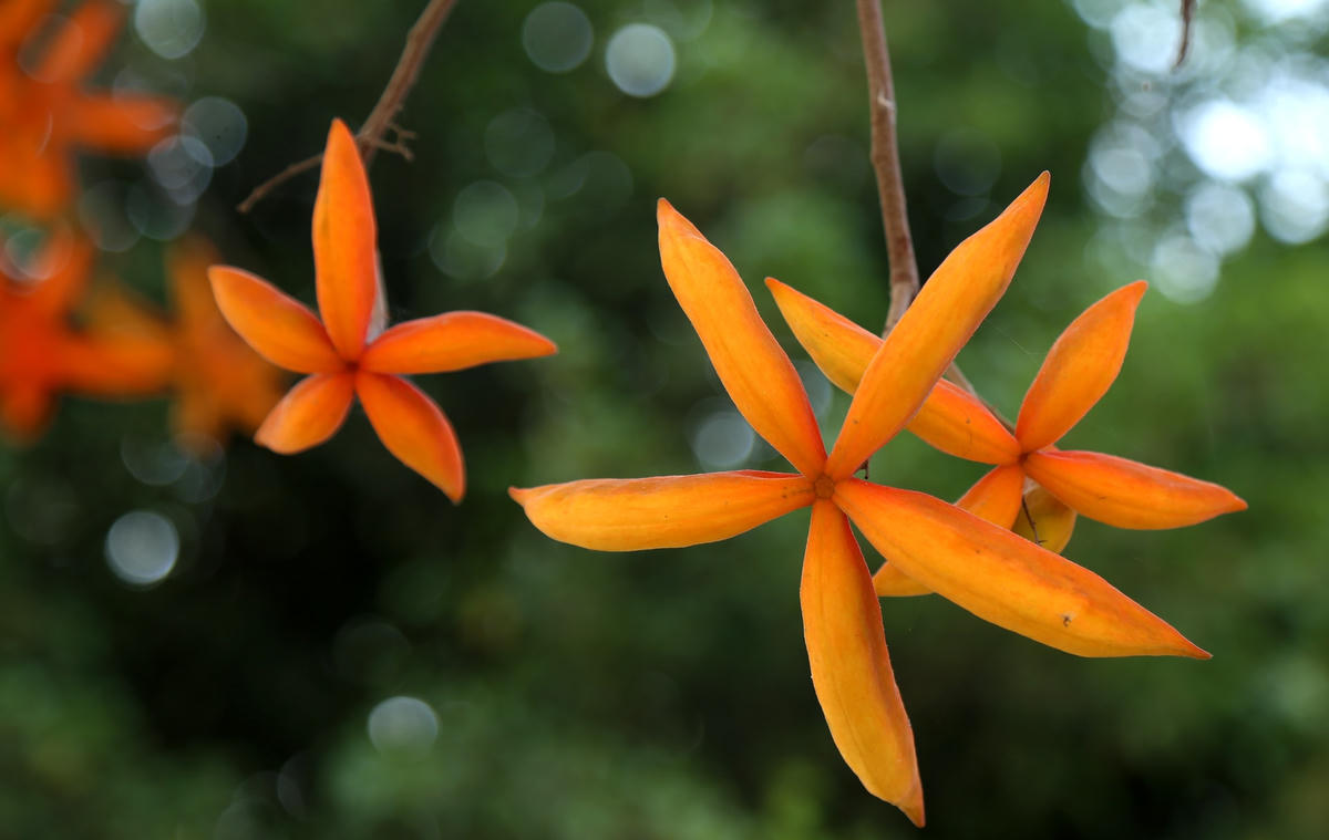 Quả sang như những ngôi sao.