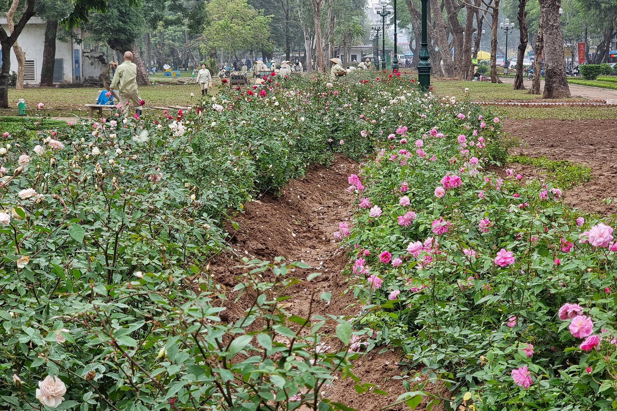 Hà Nội: Trồng 10.000 cây hoa hồng vào vị trí phá hàng rào công viên Thống Nhất