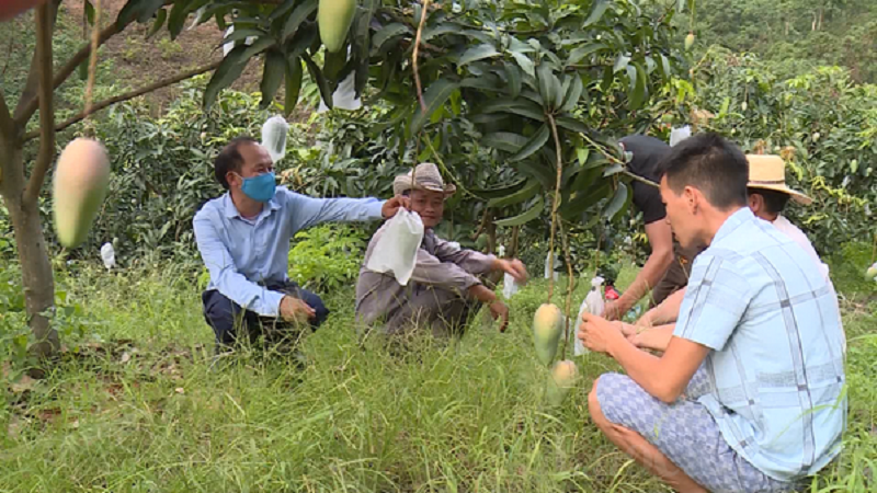 Ông Ma Seo Lằng - Bí thư Chi bộ thôn Lũng Pô, xã A Mú Sung (người thứ hai từ trái sang) vận động người dân trong thôn phát triển kinh tế, chuyển đổi cơ cấu cây trồng.