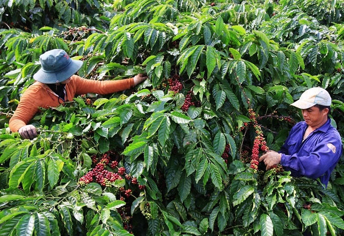Khối lượng cà phê có chứng chỉ bền vững đã chiếm 40-50%.