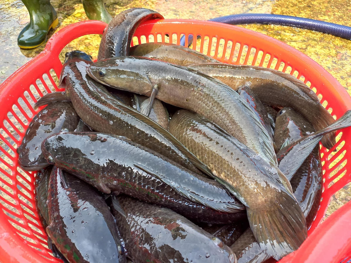 Cá lóc vào vụ thu hoạch có giá khoảng 45.000 - 50.000 đồng/kg