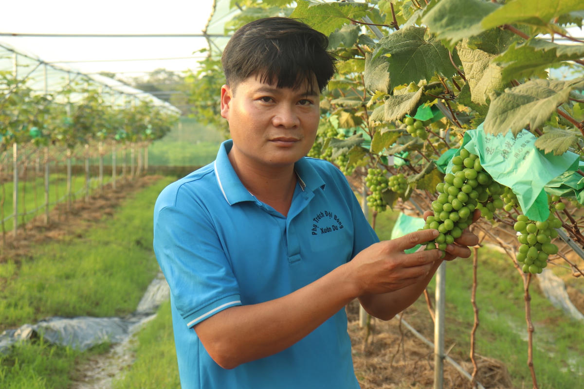 Anh Hoàng Anh Tuấn, Bí thư Đoàn xã Xuân Du đã đầu tư gần 2 tỷ đồng vào mô hình trồng nho trong vườn.