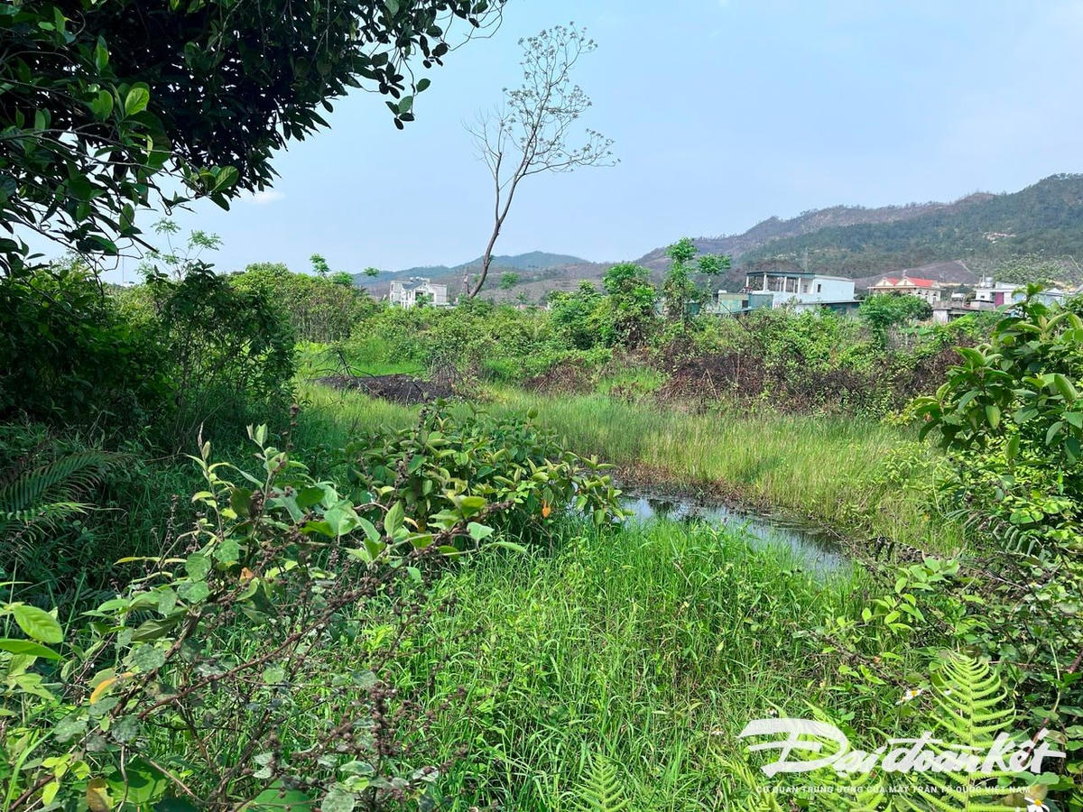 Tới thời điểm hiện tại, vị trí thực hiện dự án sân golf vẫn là những khu đầm lầy hoang vu.