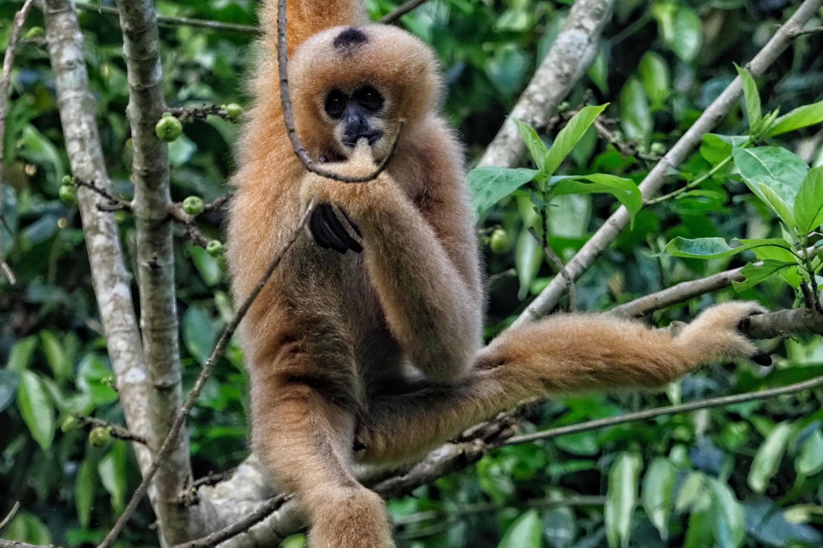 Số lượng quần thể ngày càng bị suy giảm nên loài này có thể được liệt kê trong danh sách loài có nguy cơ bị tuyệt chủng cao. Ước tính chỉ có khoảng 90 đàn còn tồn tại ngoài tự nhiên. 