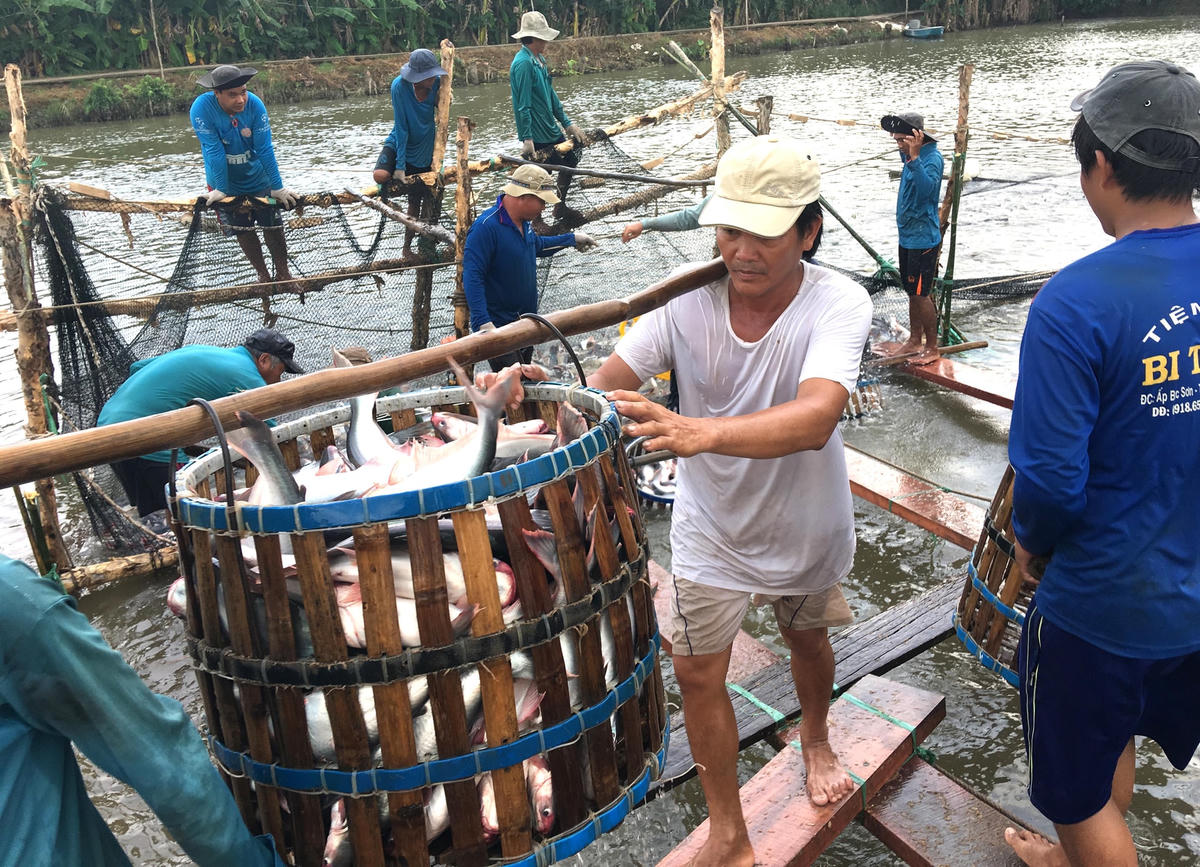 Hộ nuôi cá đối diện với nhiều khó khăn do giá thành đầu vào tăng cao khiến chi phí sản xuất đội lên.