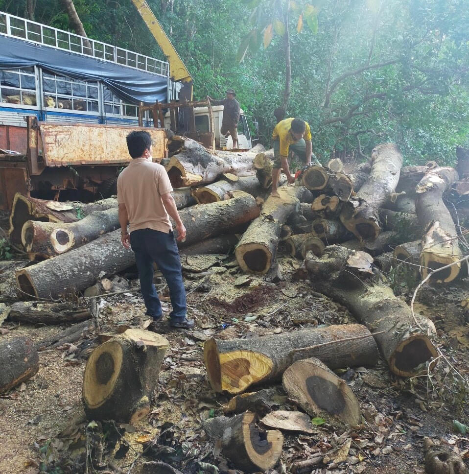 Khai thác rừng theo mô hình FSC tại tỉnh Lâm Đồng.