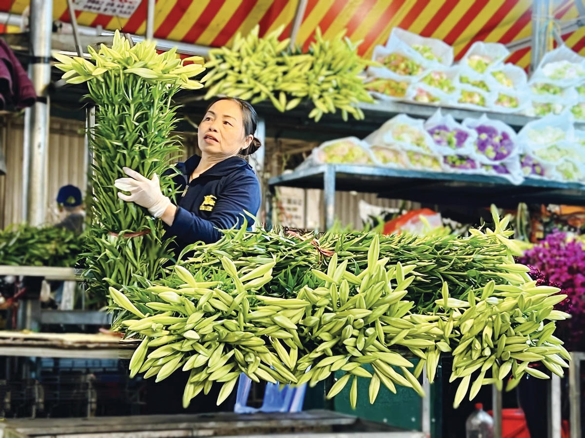 Mỗi bó lớn sẽ có khoảng 100 bông loa kèn.  