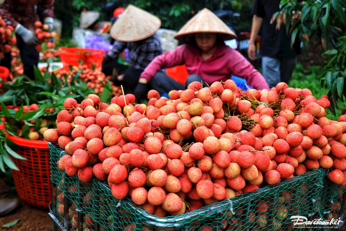 vai_thieu-le-khanh30.jpg