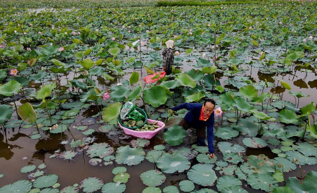 Khi thời tiết chuyển sang mùa đông, cũng là lúc cây sen tàn, người dân thôn Thanh Châu dùng máy cày để làm đất, diệt trừ cỏ dại, bón phân để bắt đầu vụ sen mới. Có người để sen tự mọc, nhưng cũng có gia đình cấy sen mới để cây phát triển tốt hơn.