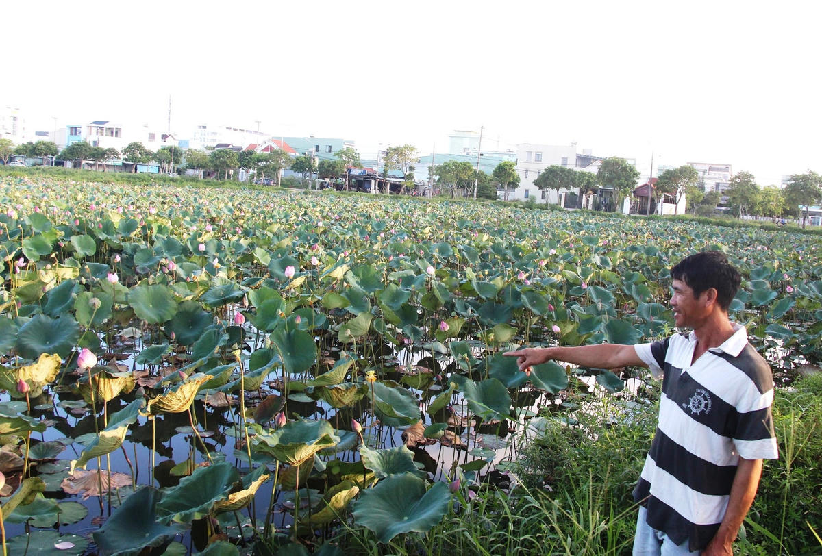 Anh Nhân chỉ cánh đồng sen của gia đình mình trồng.