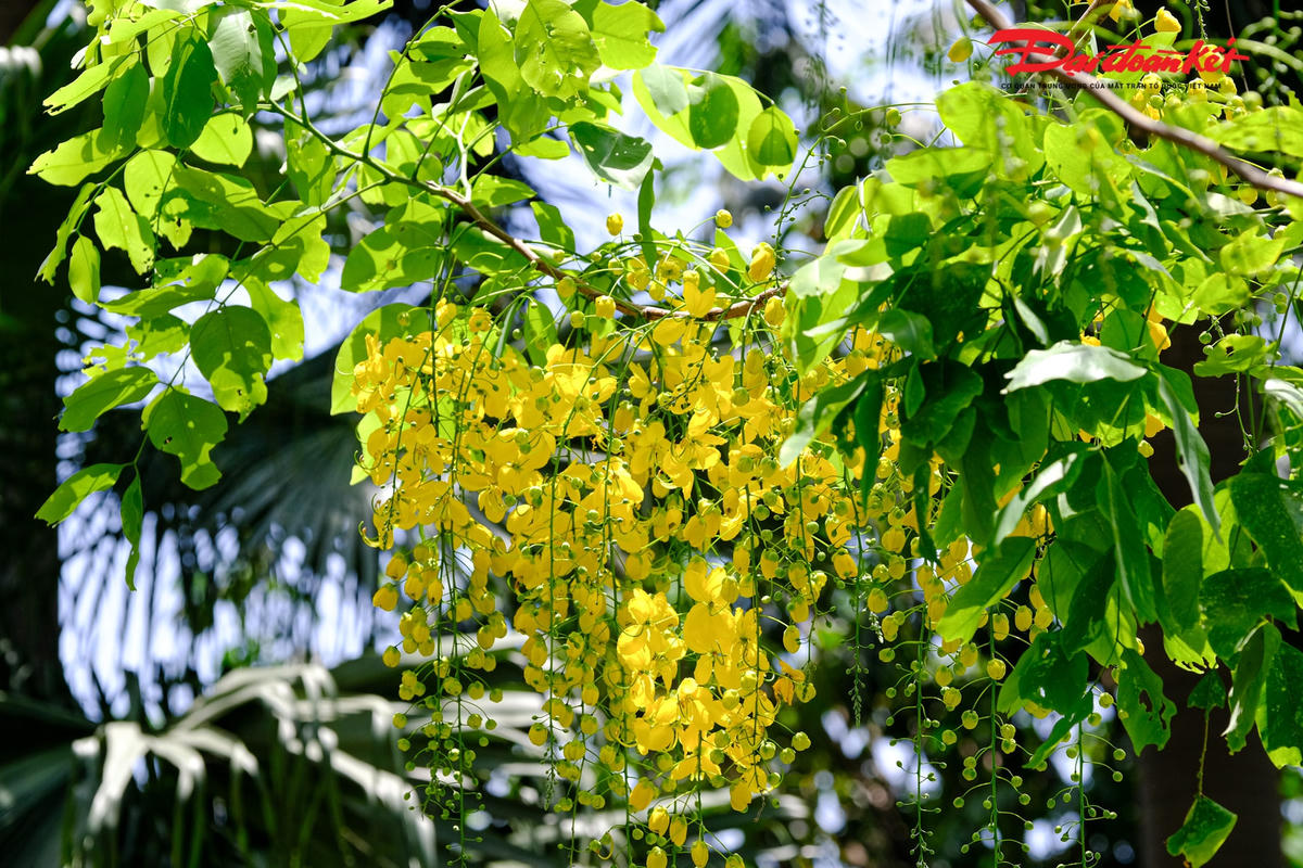 Hoa muồng hoàng yến được gọi với rất nhiều tên khác nhau như: muồng hoàng hậu, bọ cạp vàng, hoa lồng đèn, mai dây...