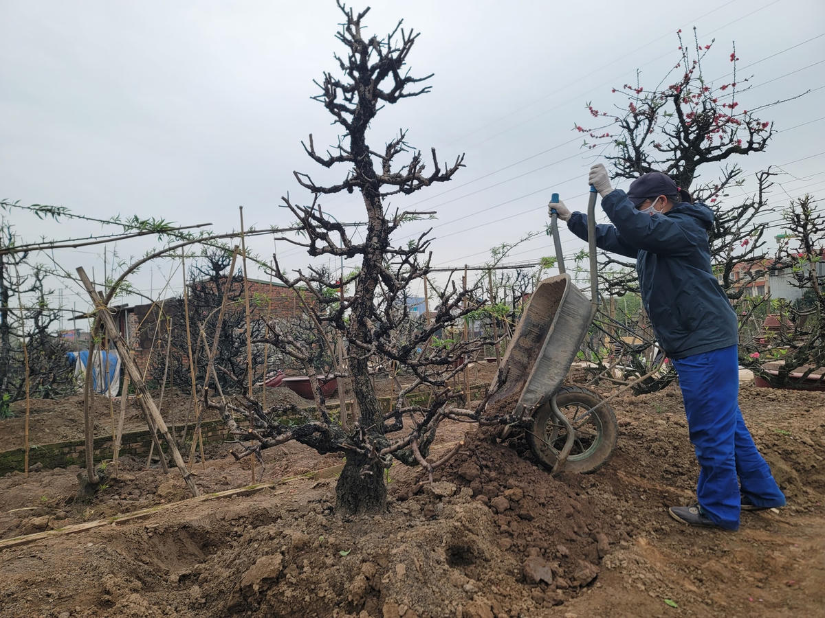 Đổ đất đắp cho gốc cây.