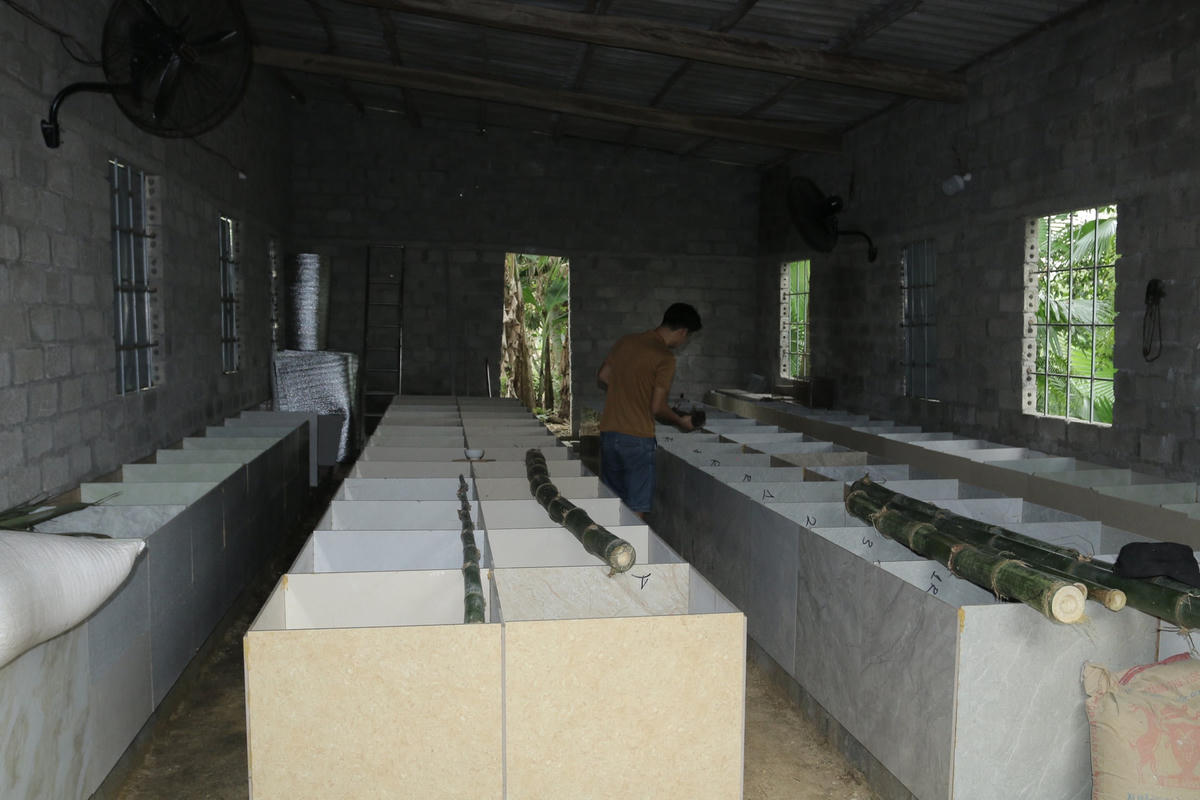 Anh Ý hiện đang có 2 trang trại nuôi dúi, mỗi trang trại rộng 200m2.