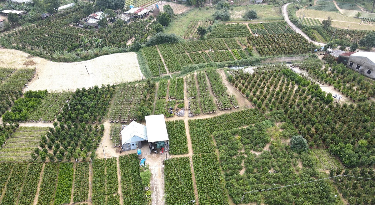 Một góc trên cao làng quất ở TP Hội An.