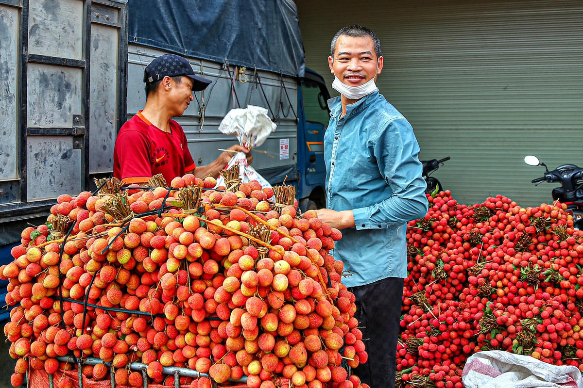 Năm nay vải được mùa, giá khá tốt, khiến ai cũng vui vẻ vì công sức được đền đáp.  