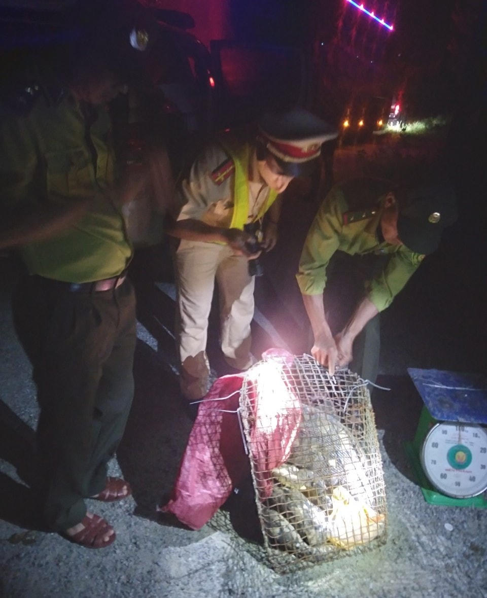 Lực lượng CSGT phát hiện 2 cá thể trăn trên xe khách.