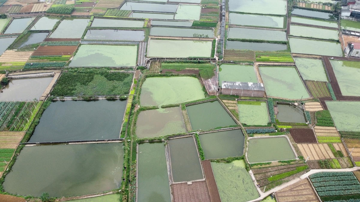 Hầu hết các gia đình ở Thuỷ Trầm đều nuôi cá chép đỏ