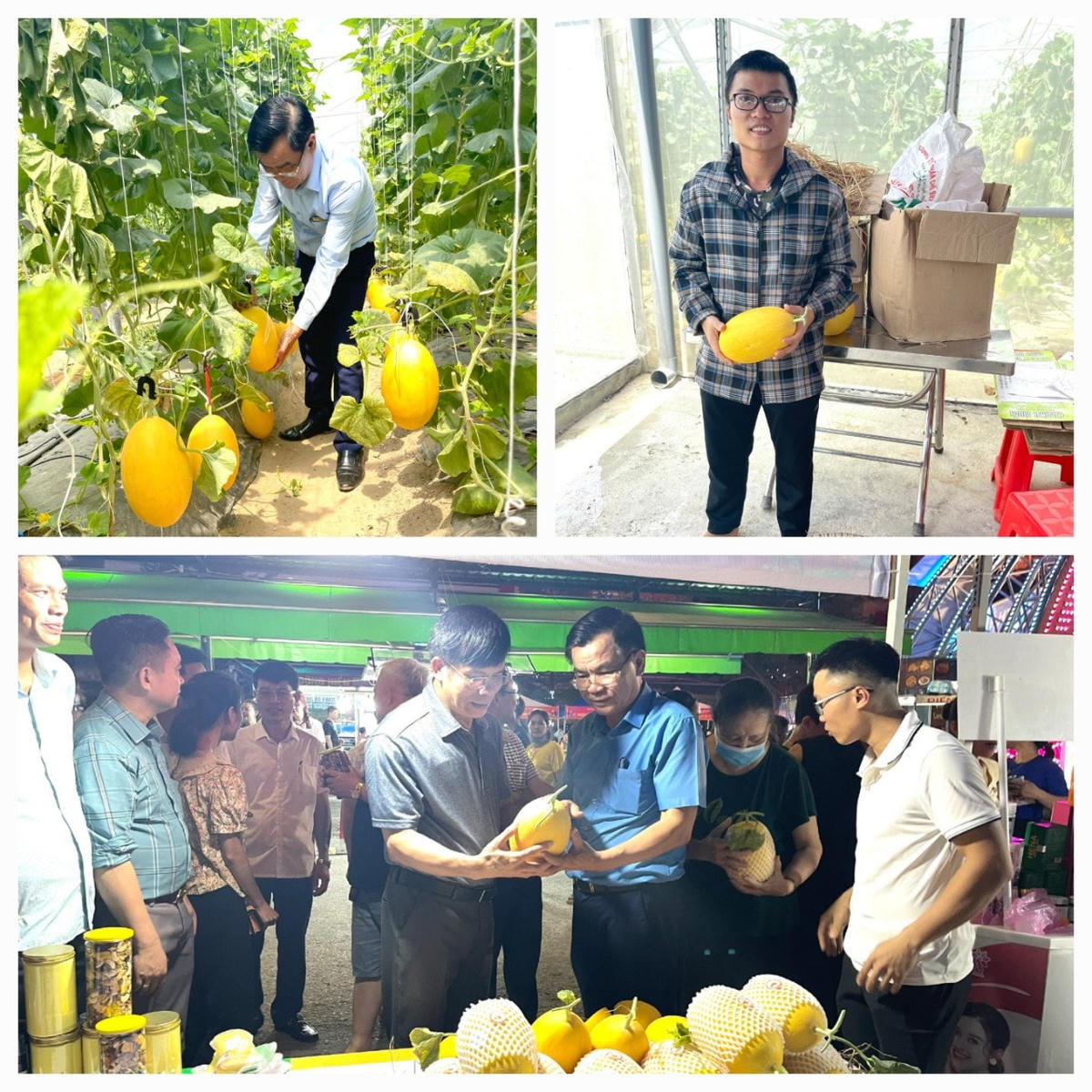 Biến ruộng khô cằn thành vườn dưa Malay thu nhập cao của anh Lưu Hải Du trú tại xã Nghi Ân, TP Vinh.