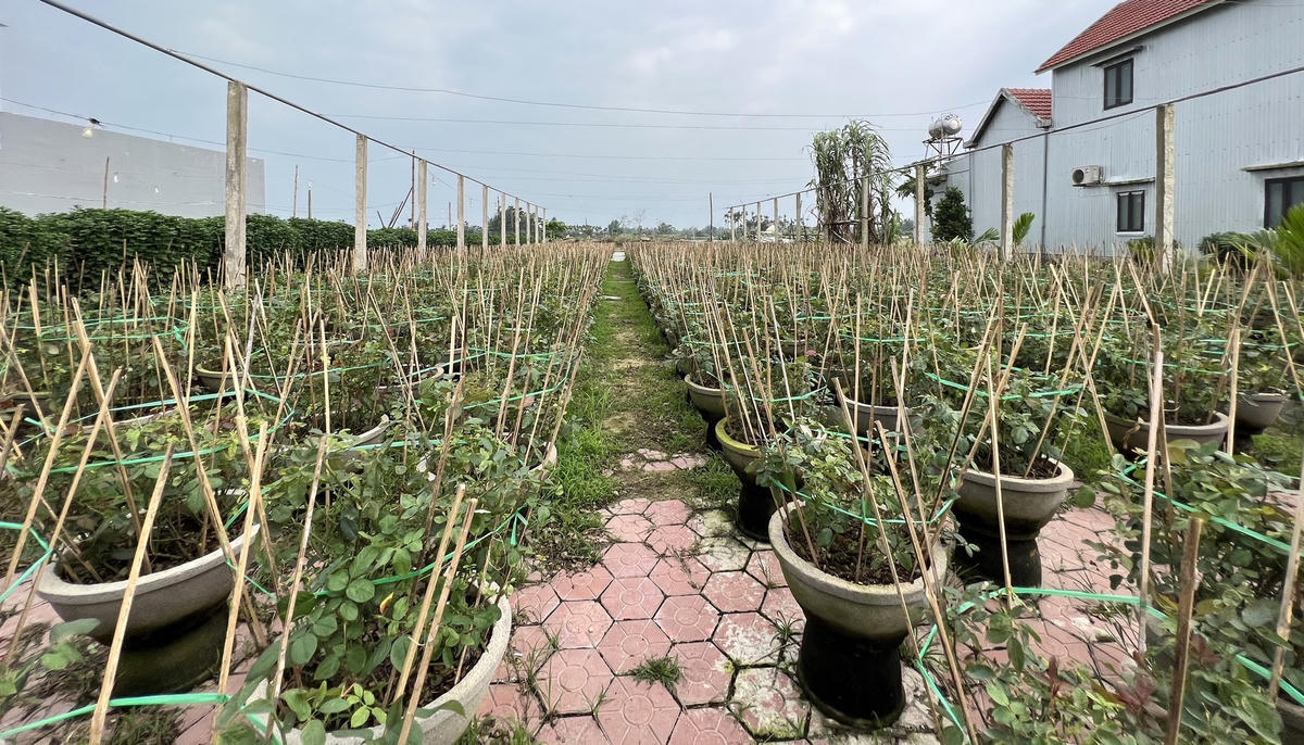 Một góc vườn hoa hồng để bán dịp Tết Nguyên đán năm 2023.