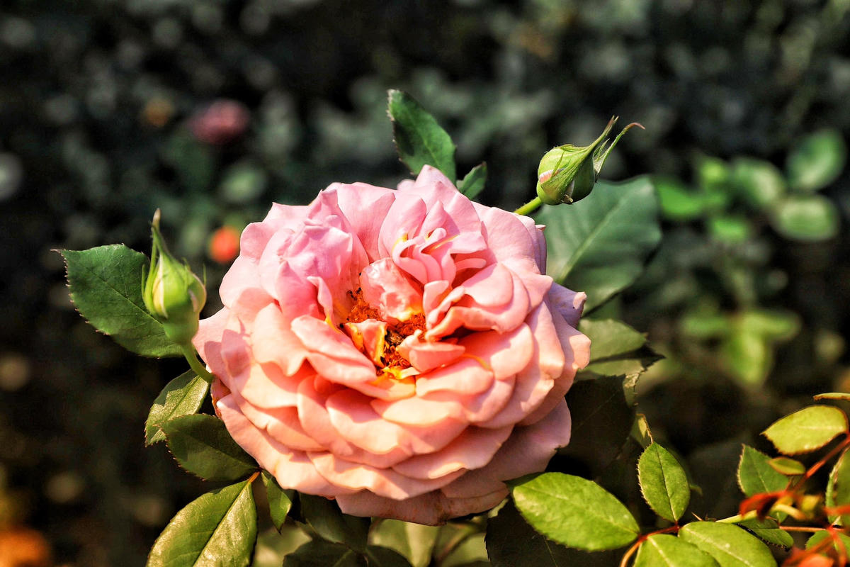 Những bông hoa hồng ngoại thường có bông khá to tỏa ra một mùi hương dễ chịu.