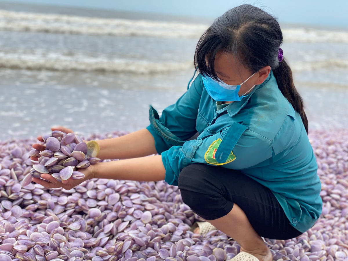 Theo thống kê sơ bộ, số ngao trôi vào bãi biển thuộc phường Hải Lĩnh dài khoảng 3km. Sau khi phát hiện hiện tượng trên, phường đã báo cáo đến UBND thị xã Nghi Sơn, đồng thời lên phương án tiến hành thu gom số ngao trên để đảm bảo vệ sinh môi trường