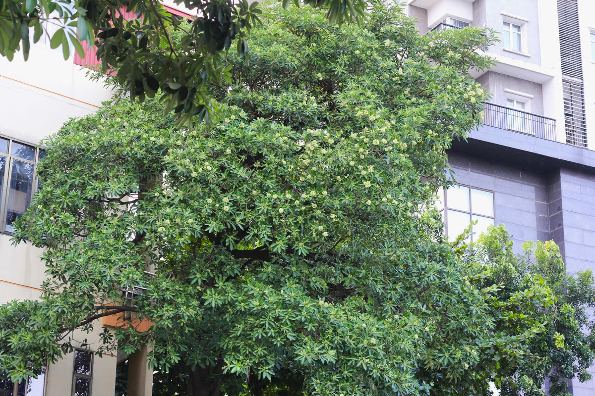 Chị Đinh Thu Lan (38 tuổi) ở phố Trần Duy Hưng, Hà Nội cho hay: "Khu trọ mình đang sống có rất nhiều cây hoa sữa. Những năm trước khi hoa sữa vào mùa nở rộ, mùi hương nồng khiến mình khá khó chịu. Nhưng năm nay thấy mật độ hoa sữa không còn nhiều nên trong khu trọ cũng thấy dễ chịu hơn với mùi hương của loài hoa này".