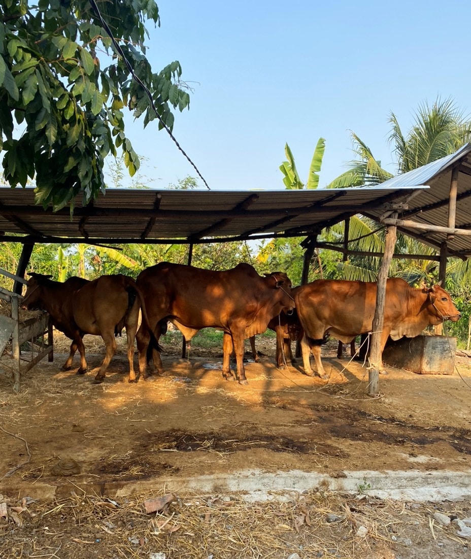 Đàn bò của gia đình ông Phạm Văn Dinh.