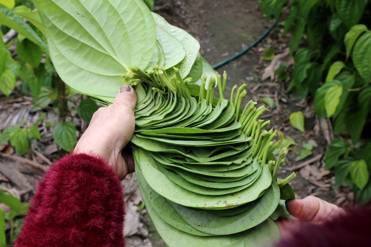 Trầu được xếp ngay ngắn, gọn gàng.