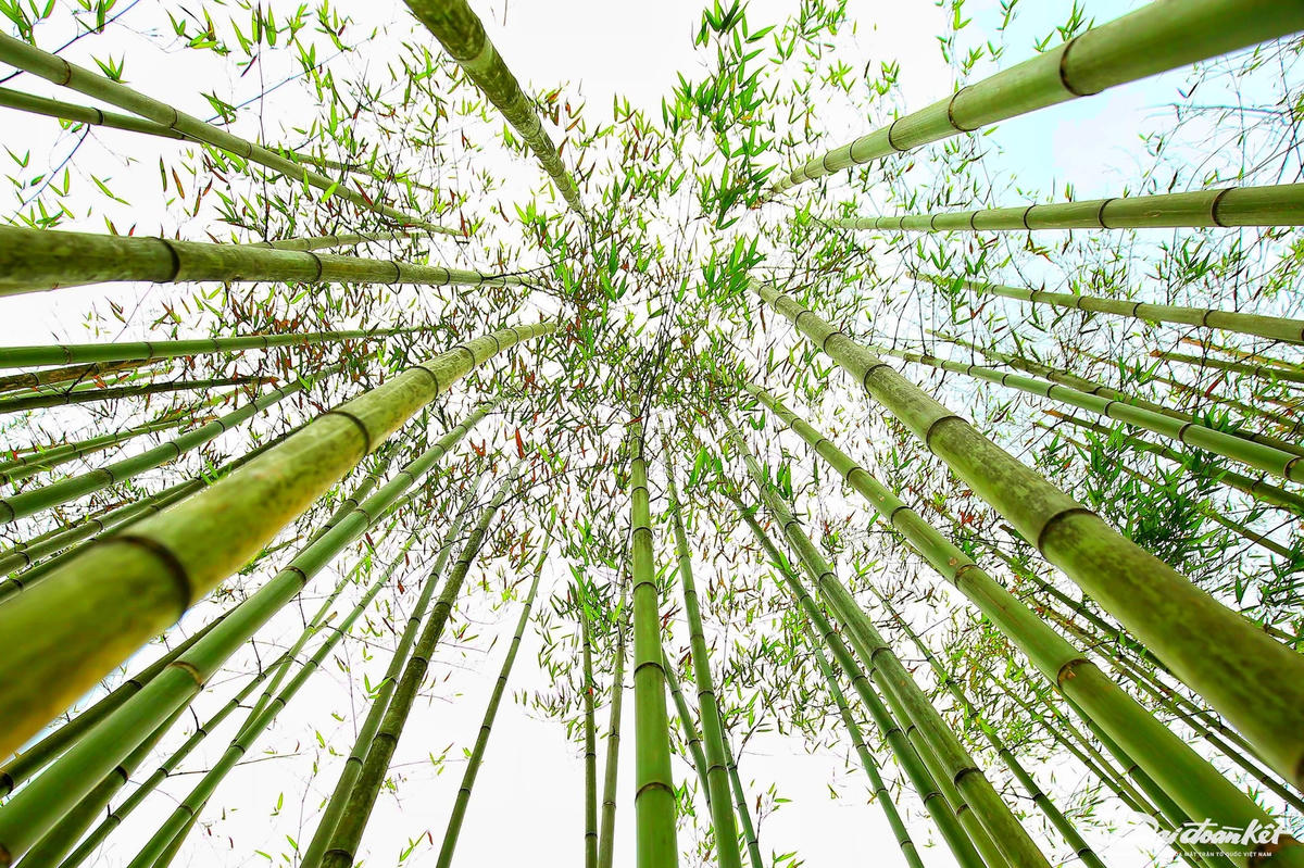 W_rung_truc-le-khanh8.jpg