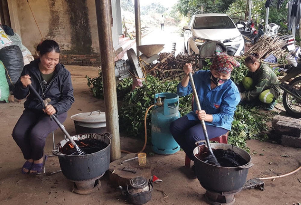 Nghề làm thuốc nam giúp nhiều hộ dân người dân tộc Dao xã Ba Vì (huyện Ba Vì) thoát nghèo, vươn lên làm giàu.