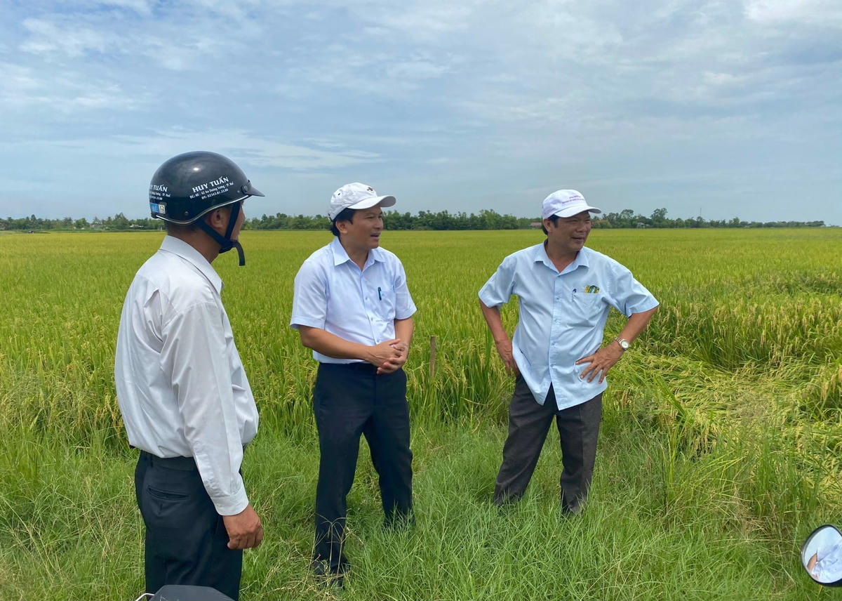 Thời tiết trong vụ hè thu 2022 tại các tỉnh Thừa Thiên - Huế, Quảng Trị hết sức thuận lợi.